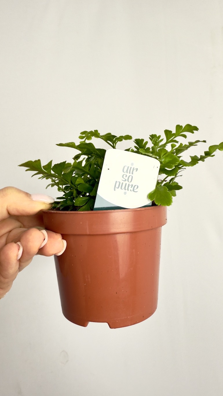 Asplenium Parvati