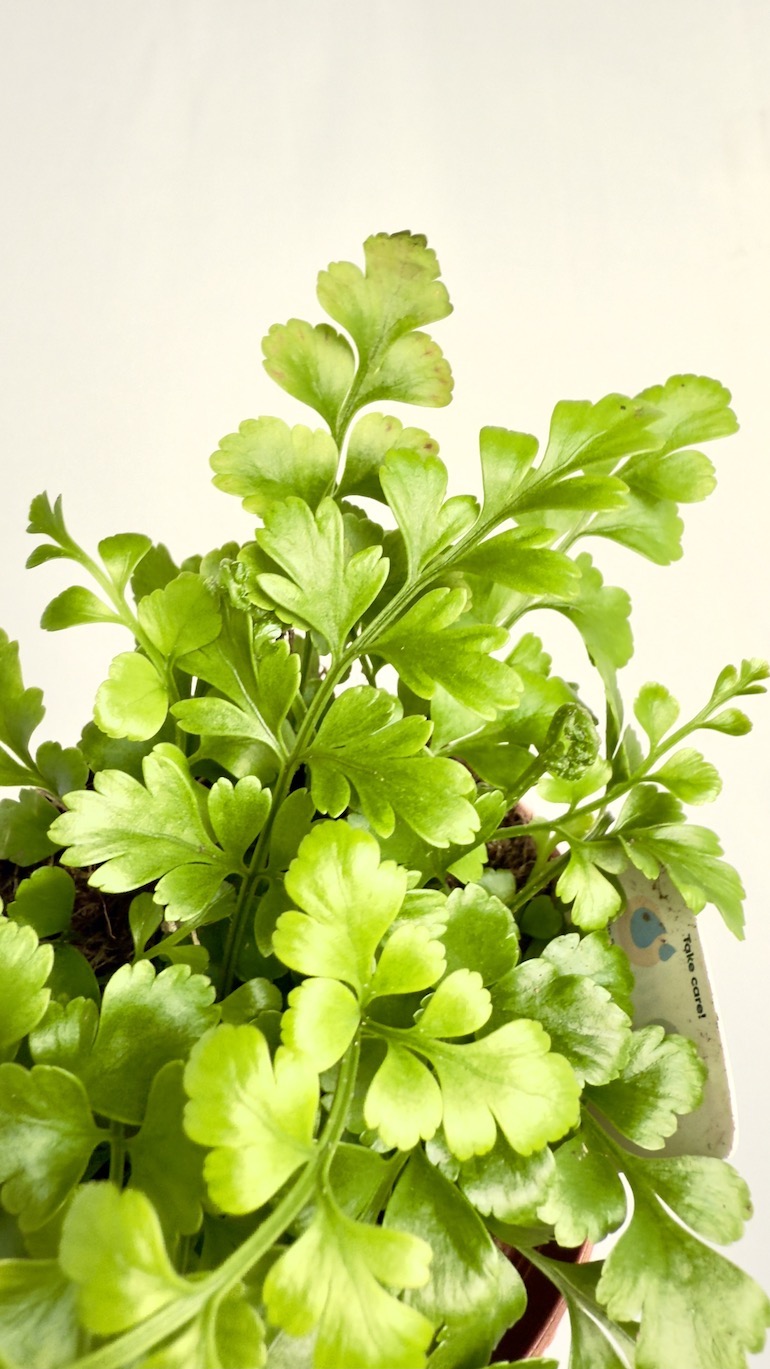 Asplenium Parvati