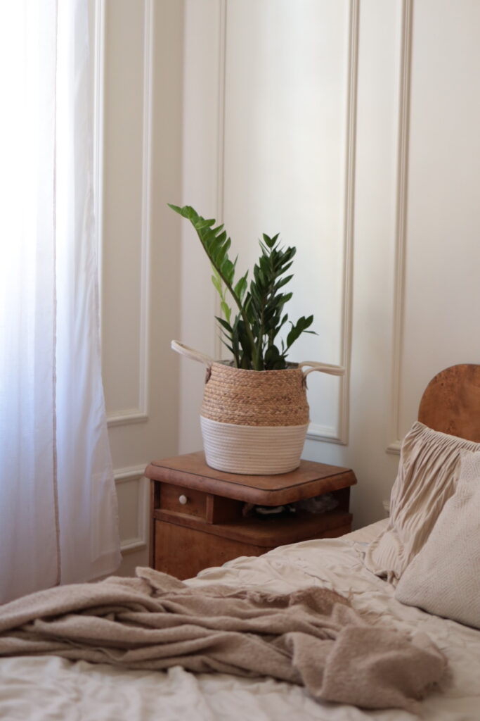 Zamioculcas - Aranżacje 