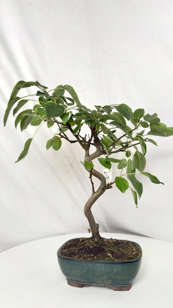 Jabłoń Bonsai Malus domestica 12/35 cm w doniczce, miniaturowe drzewko owocowe z zielonymi liśćmi.