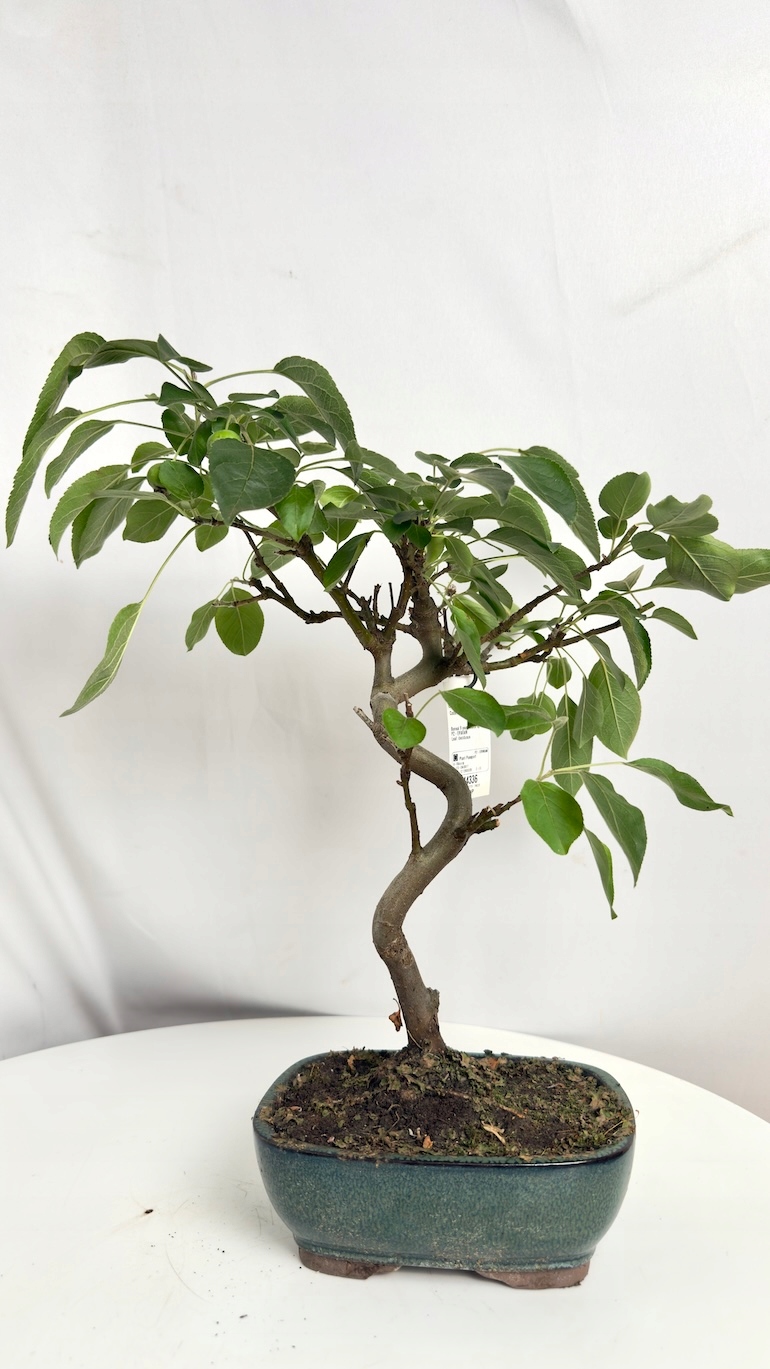 Jabłoń Bonsai Malus domestica 12/35 cm