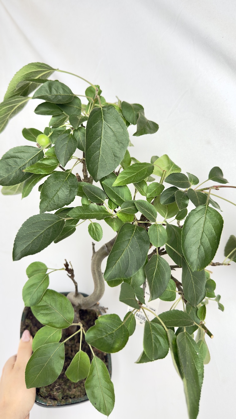 Jabłoń Bonsai Malus domestica 12/35 cm