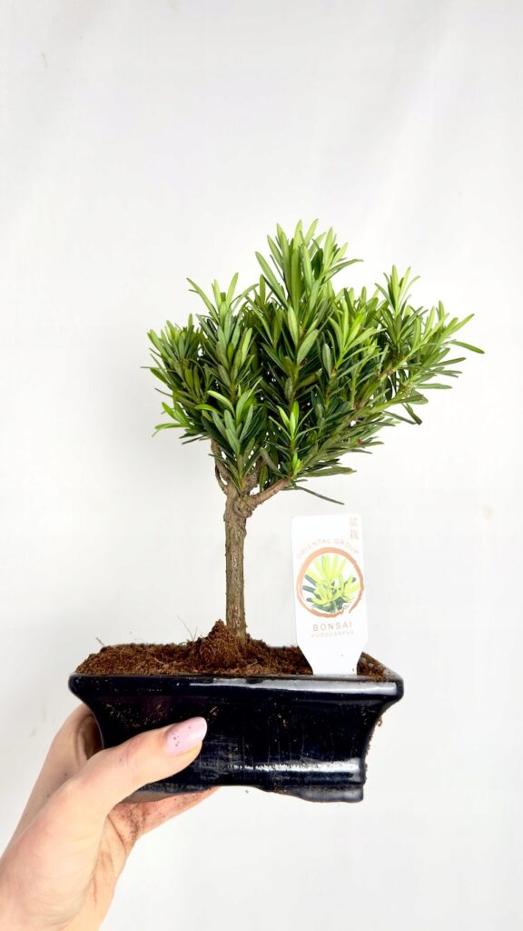 Japońska sosna Bonsai Podocarpus 10/25 cm w ceramicznej doniczce jako dekoracja salonu