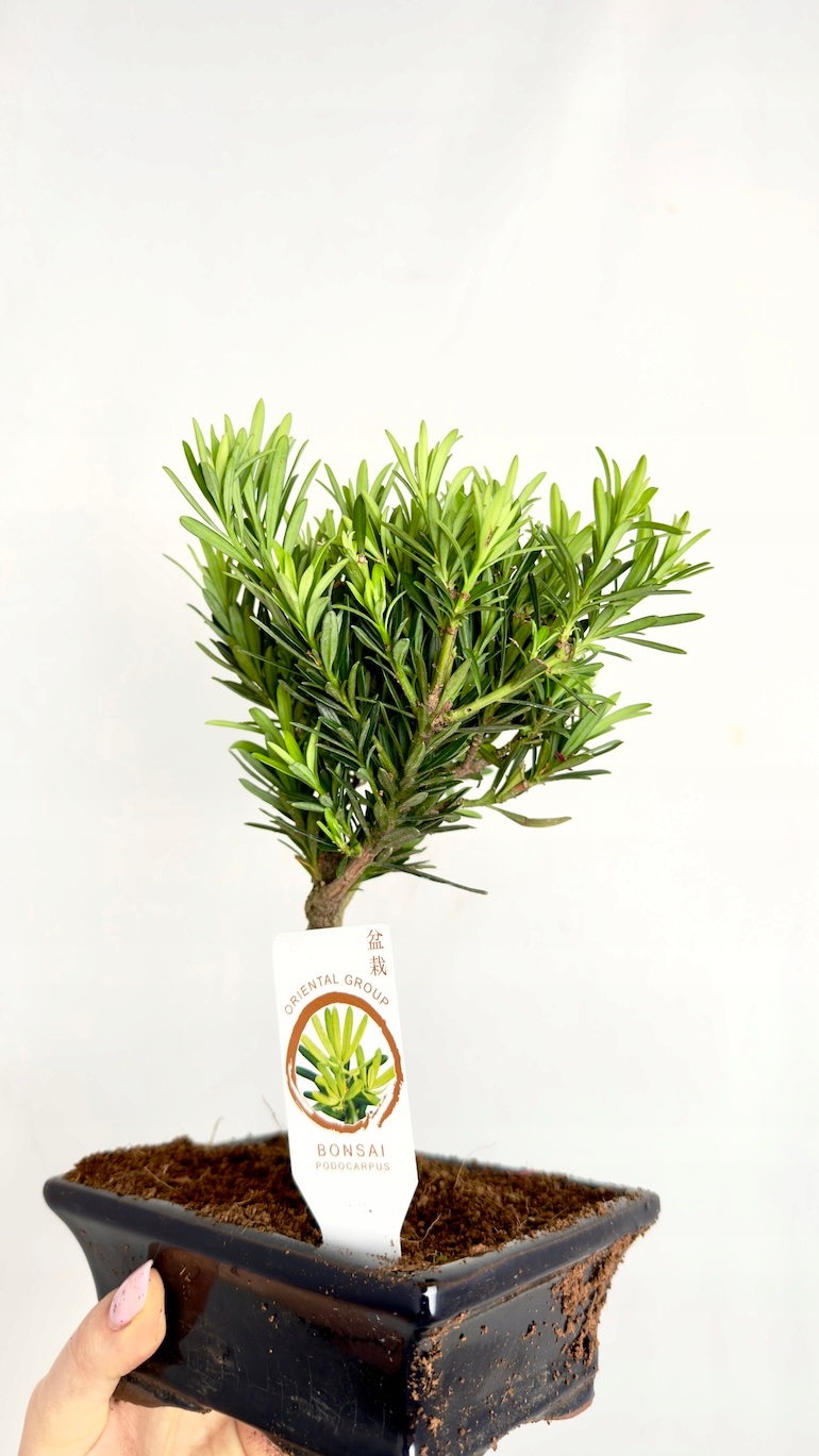 Japońska sosna Bonsai