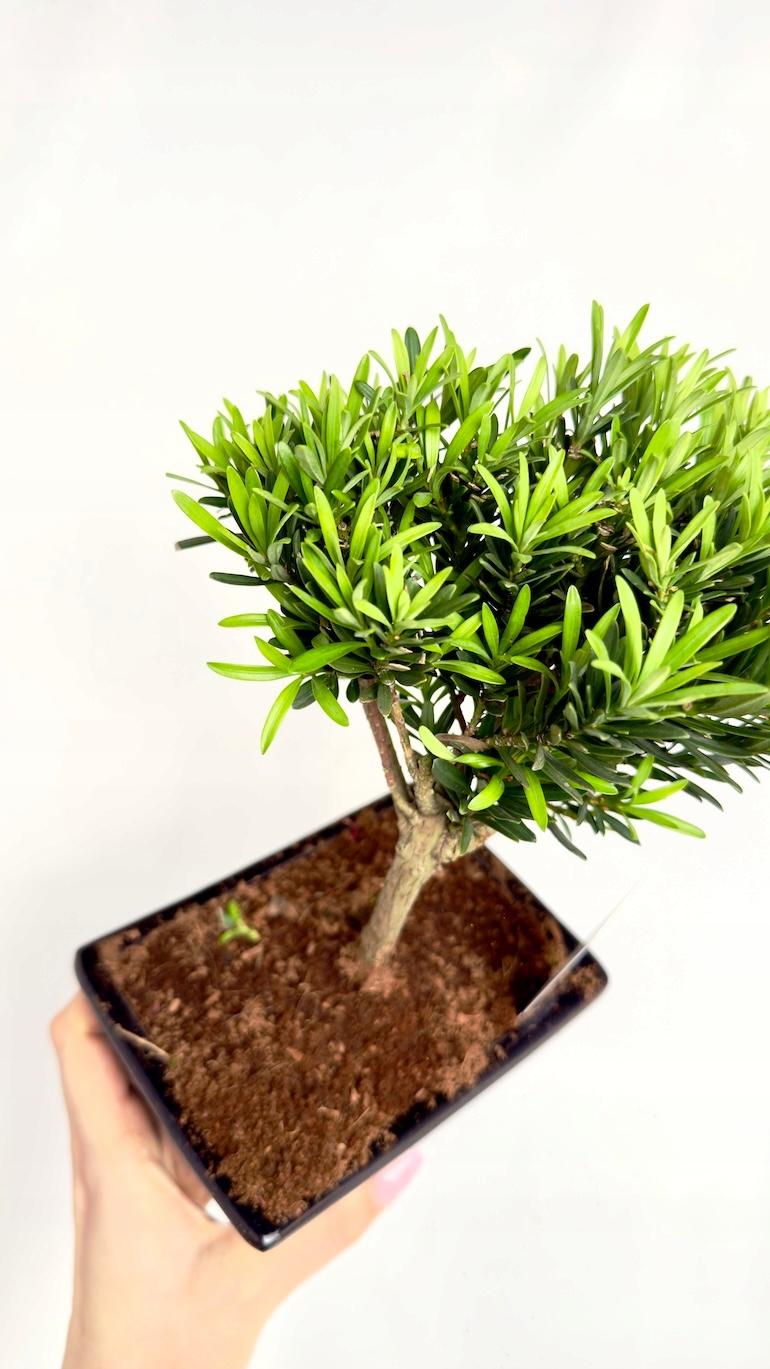 Japońska sosna Bonsai