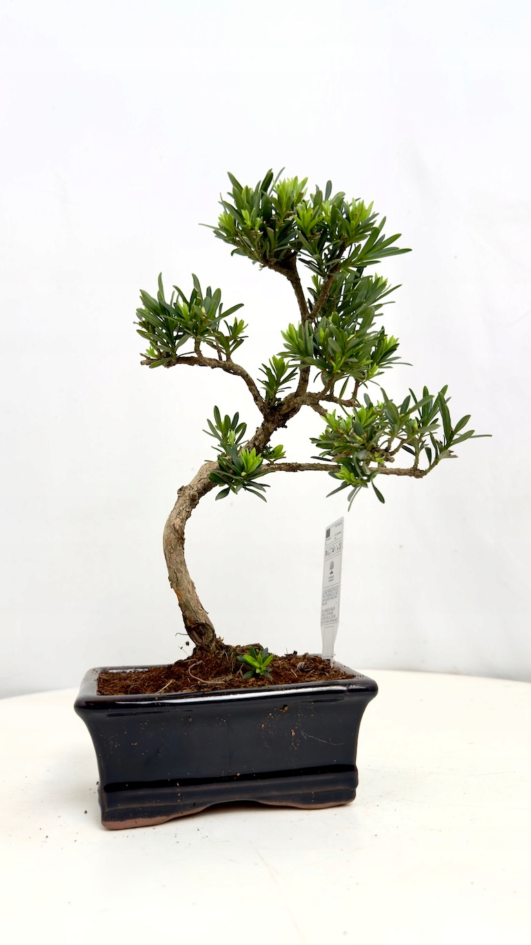 Japońska sosna Bonsai