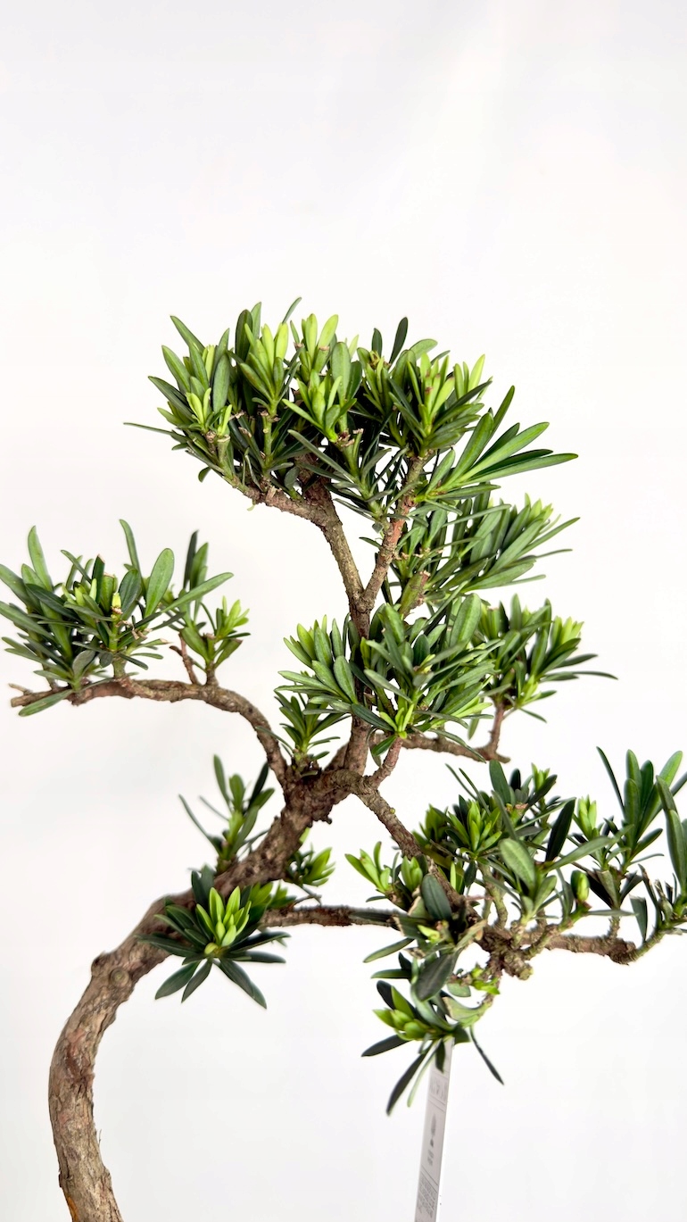 Japońska sosna Bonsai