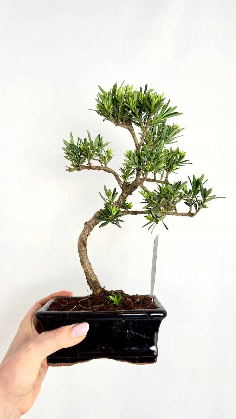 Japońska sosna Bonsai