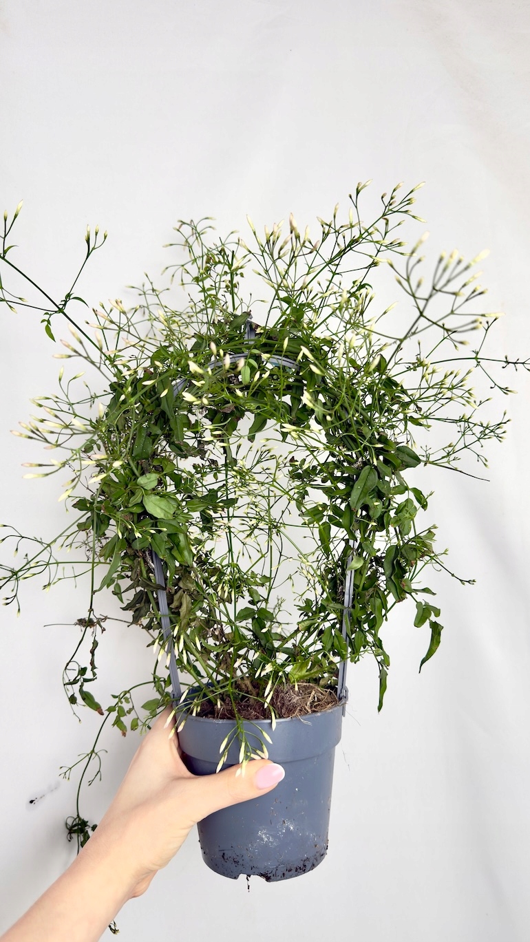 Jaśmin Gwiazdkowy biały na kole