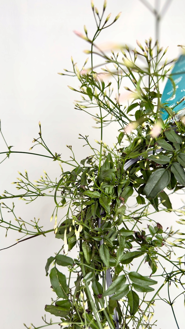 Jaśmin Gwiazdkowy biały na kole