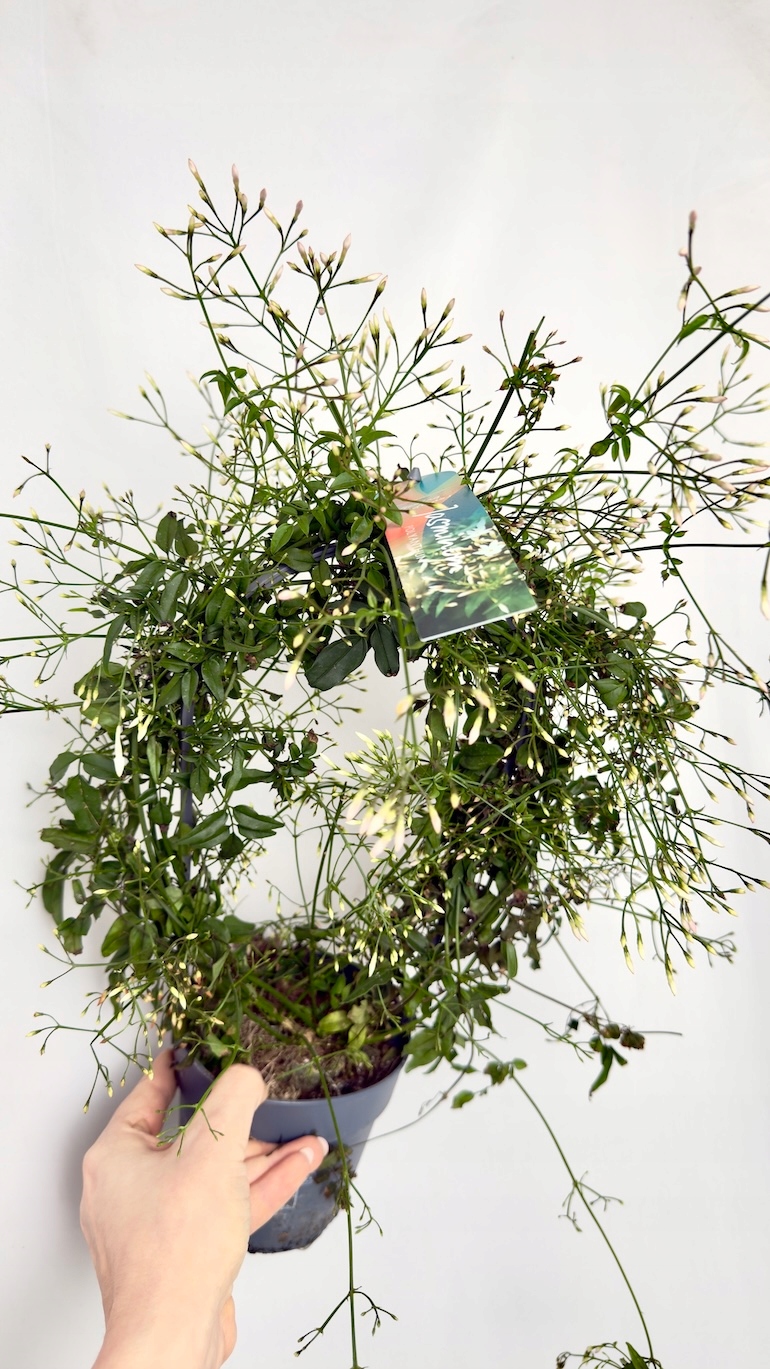 Jaśmin Gwiazdkowy biały na kole