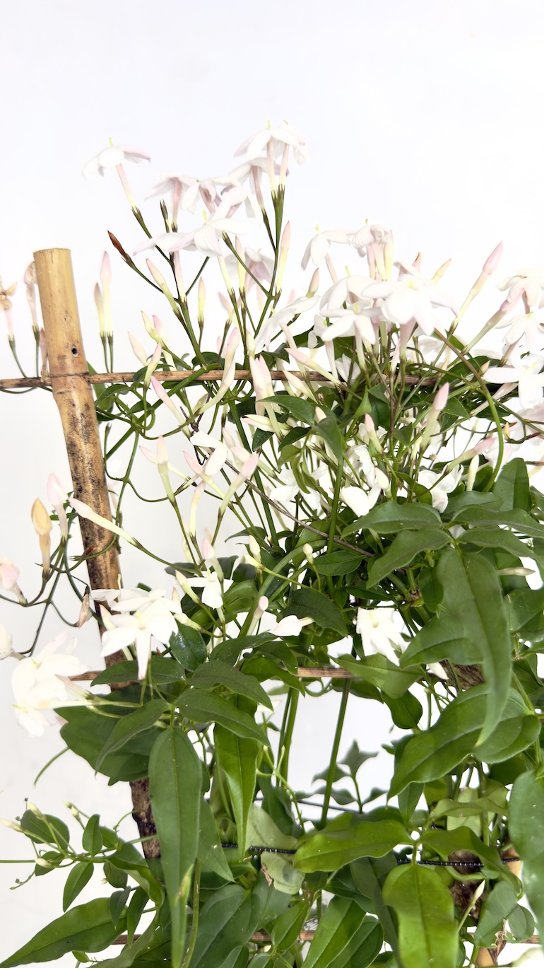 Jasminum polyanthum 12/40 cm