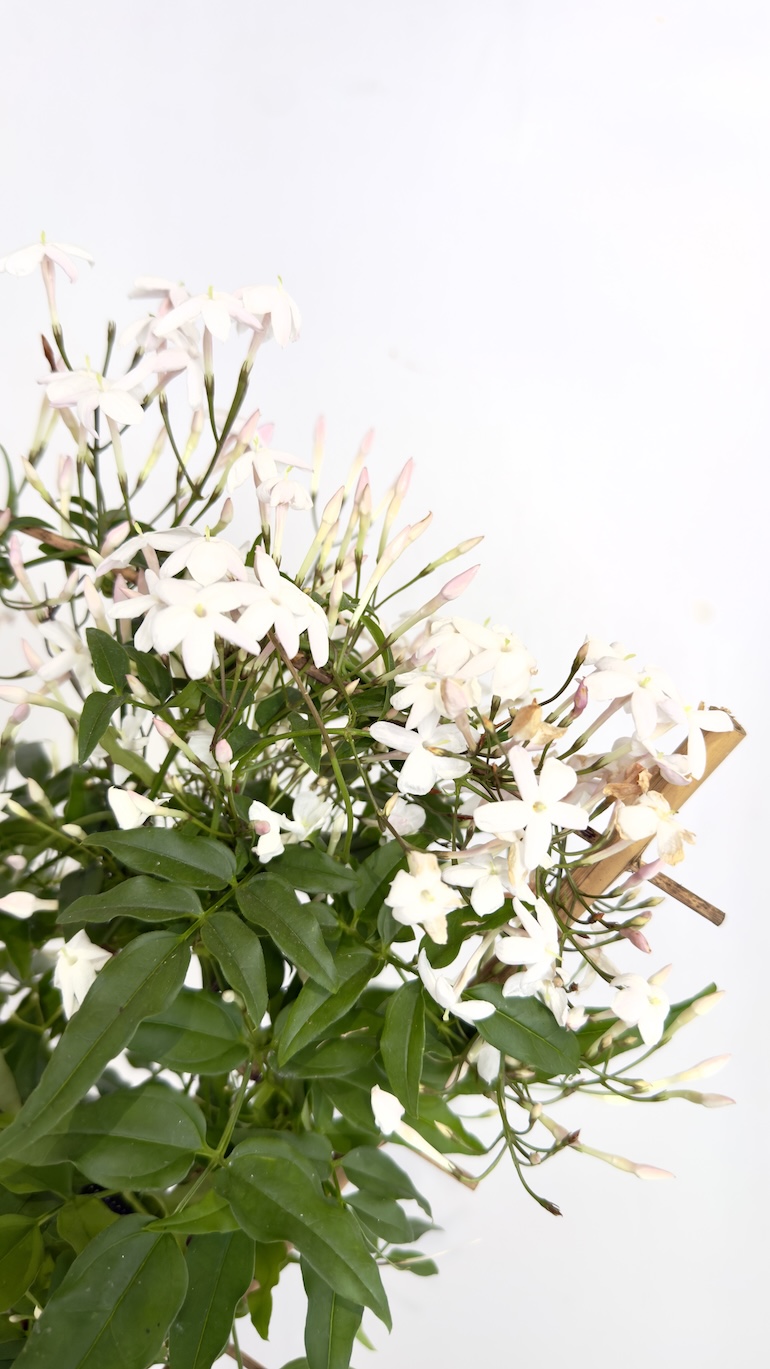 Jasminum polyanthum 12/40 cm