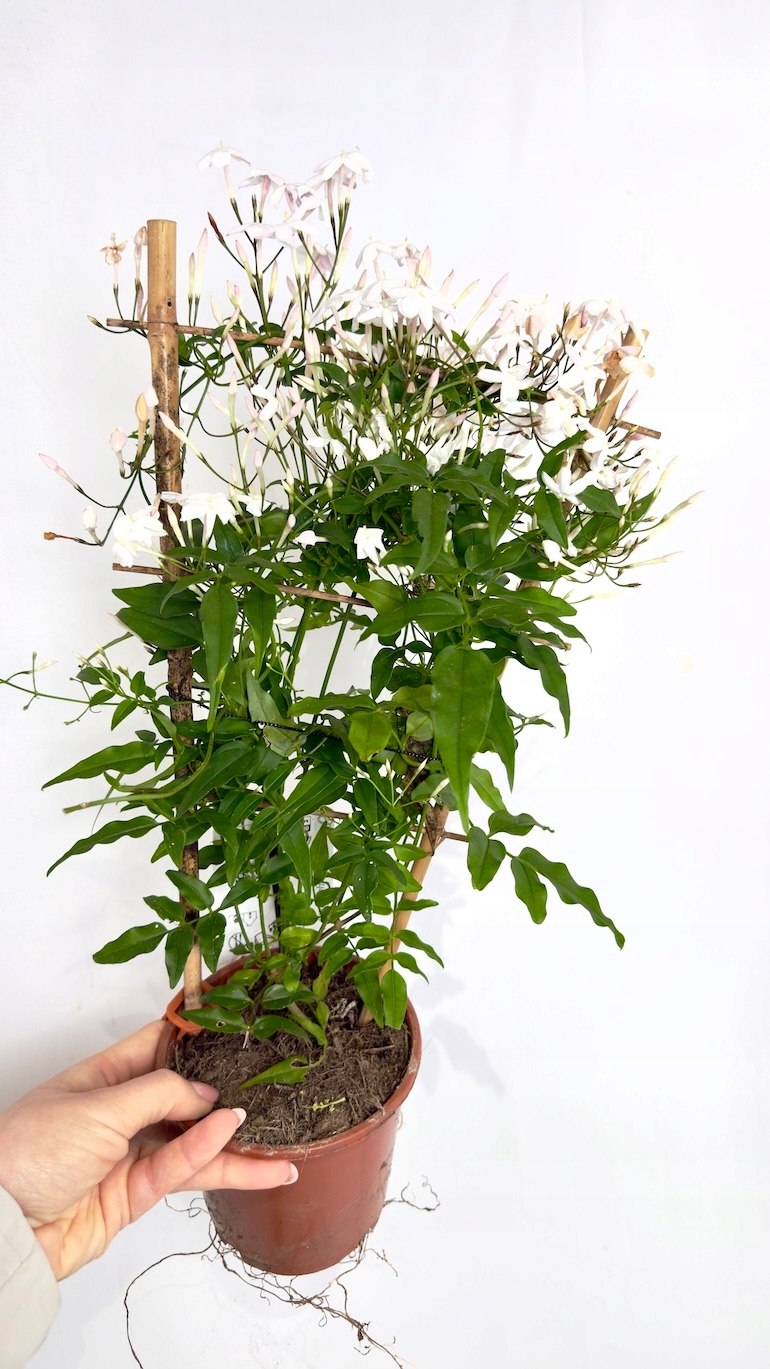 Jasminum polyanthum 12/40 cm