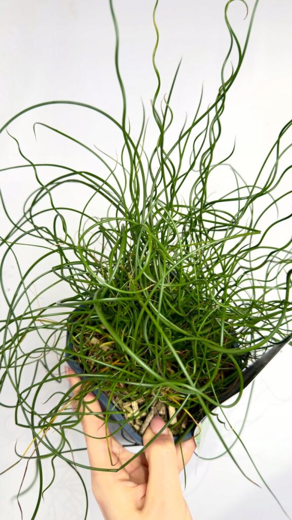 Juncus Spiralis 17/30 cm o spiralnie skręconych zielonych pędach w doniczce.