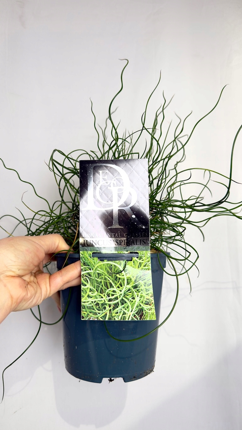 Juncus Spiralis 17/30 cm