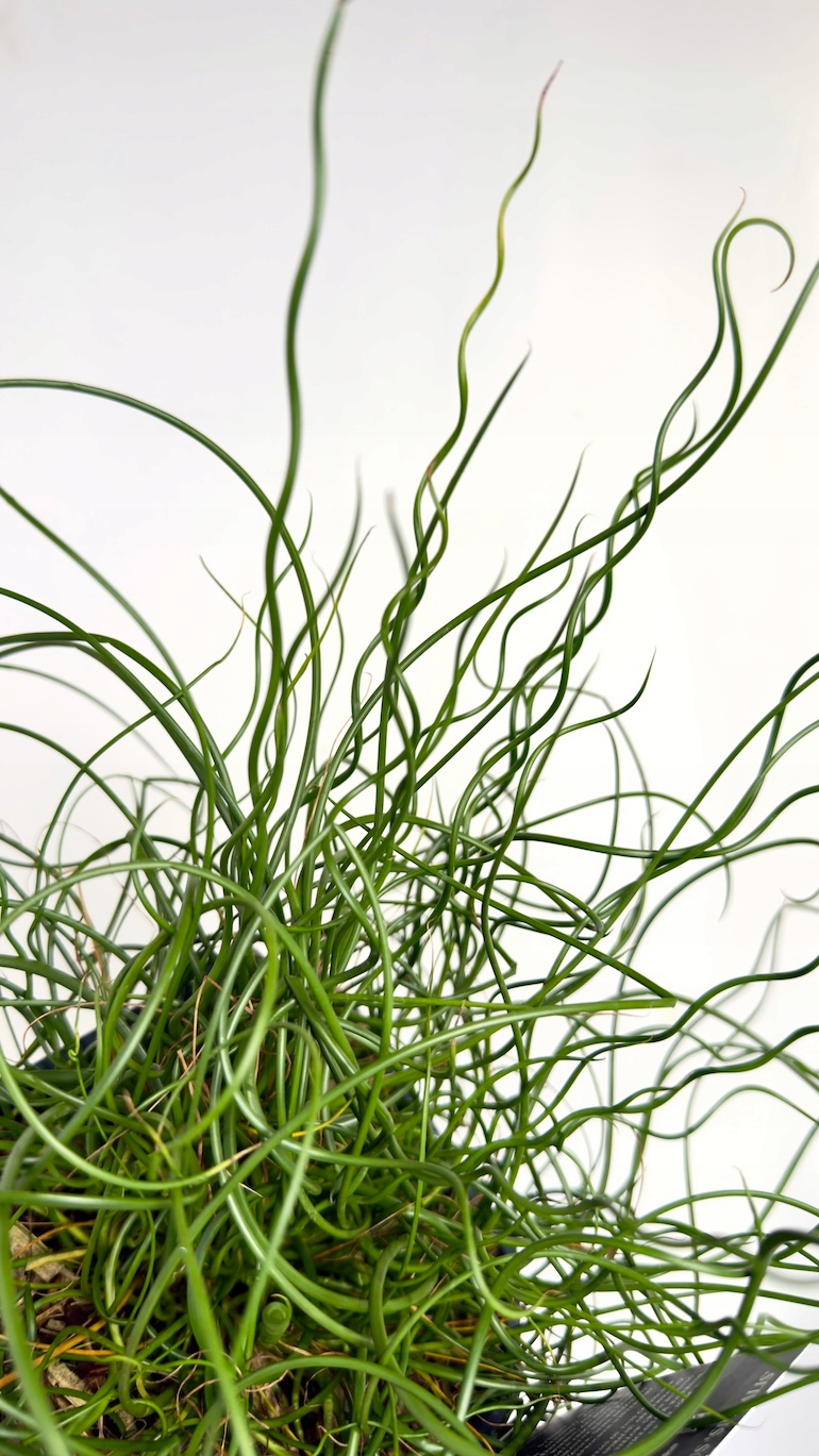Juncus Spiralis 17/30 cm