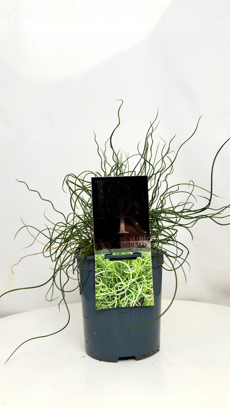 Juncus Spiralis 17/30 cm