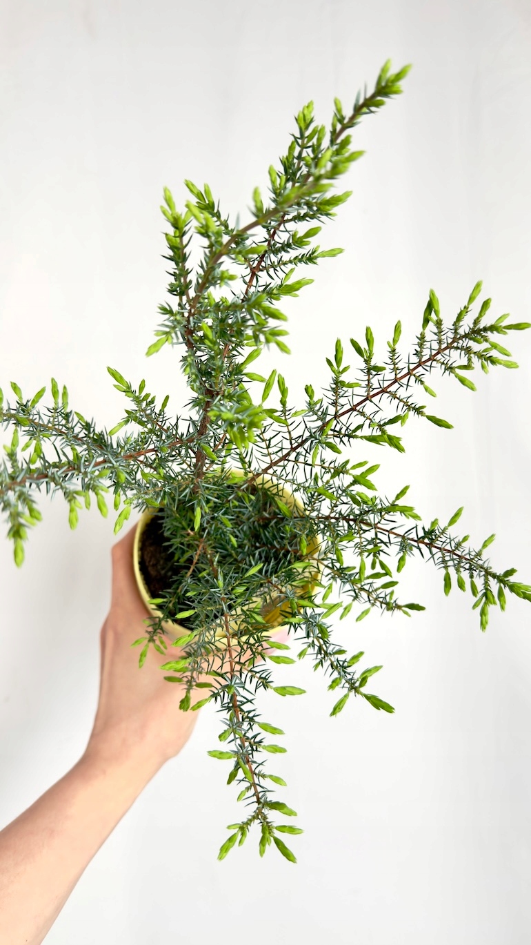 Juniperus communis Meyer 12/30 cm