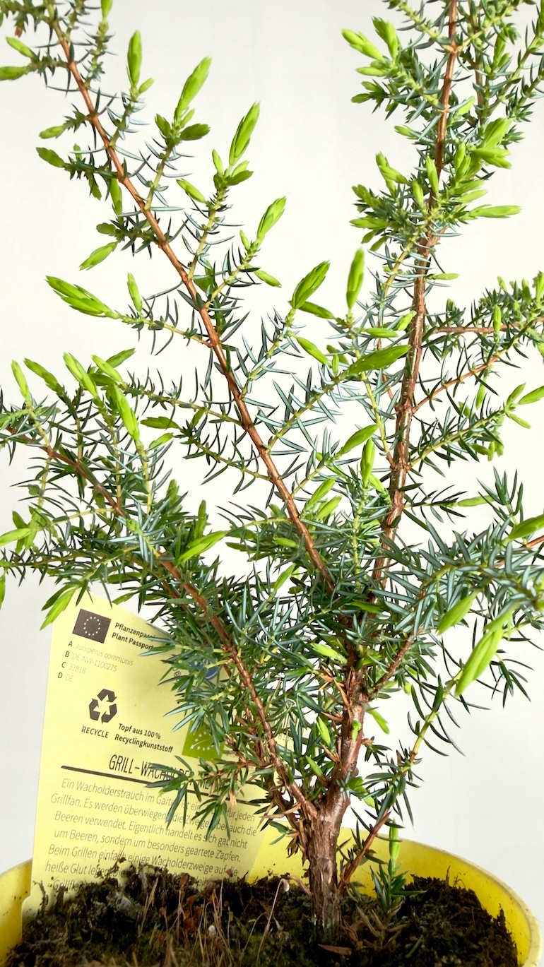 Juniperus communis Meyer 12/30 cm