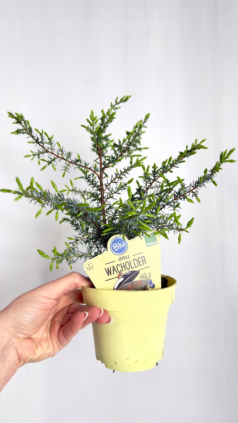 Juniperus communis Meyer 12/30 cm