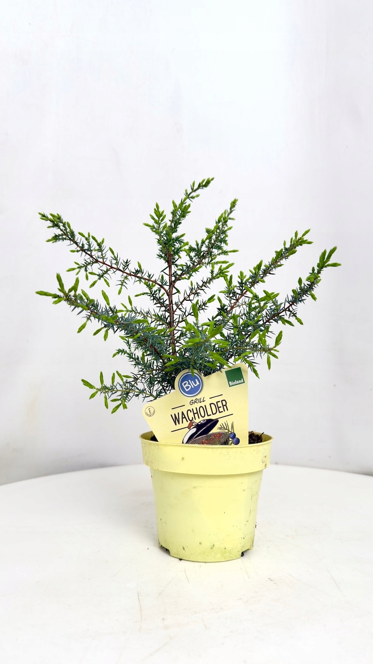Juniperus communis Meyer 12/30 cm