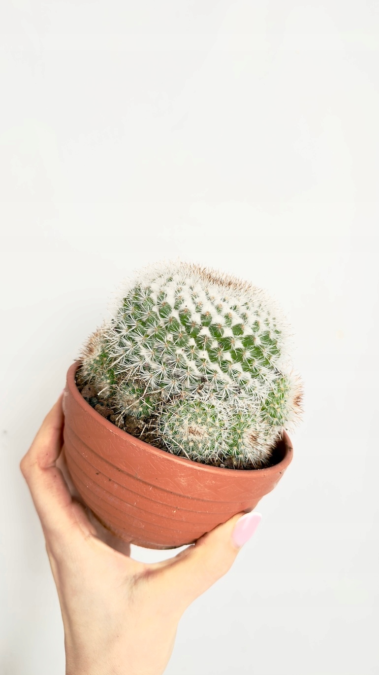 Kaktus kulisty 13/15 cm