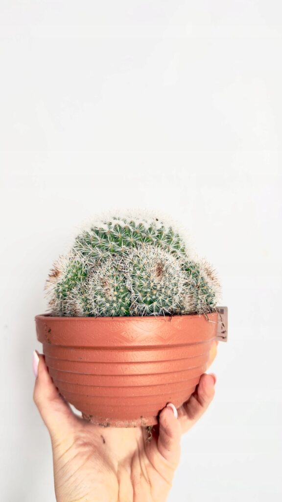 Kaktus z białymi igłami kulisty w doniczce 13 cm.