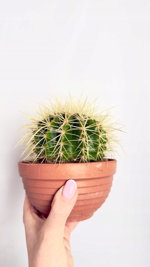 Kaktus Echinocactus kulisty ze złotymi cierniami w doniczce 13 cm.