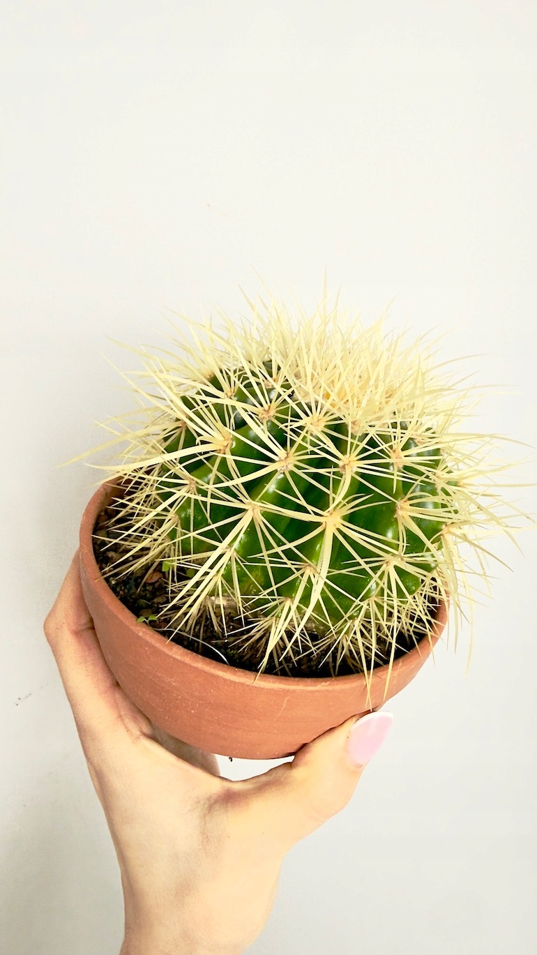 Kaktus Echinocactus 13/15 cm