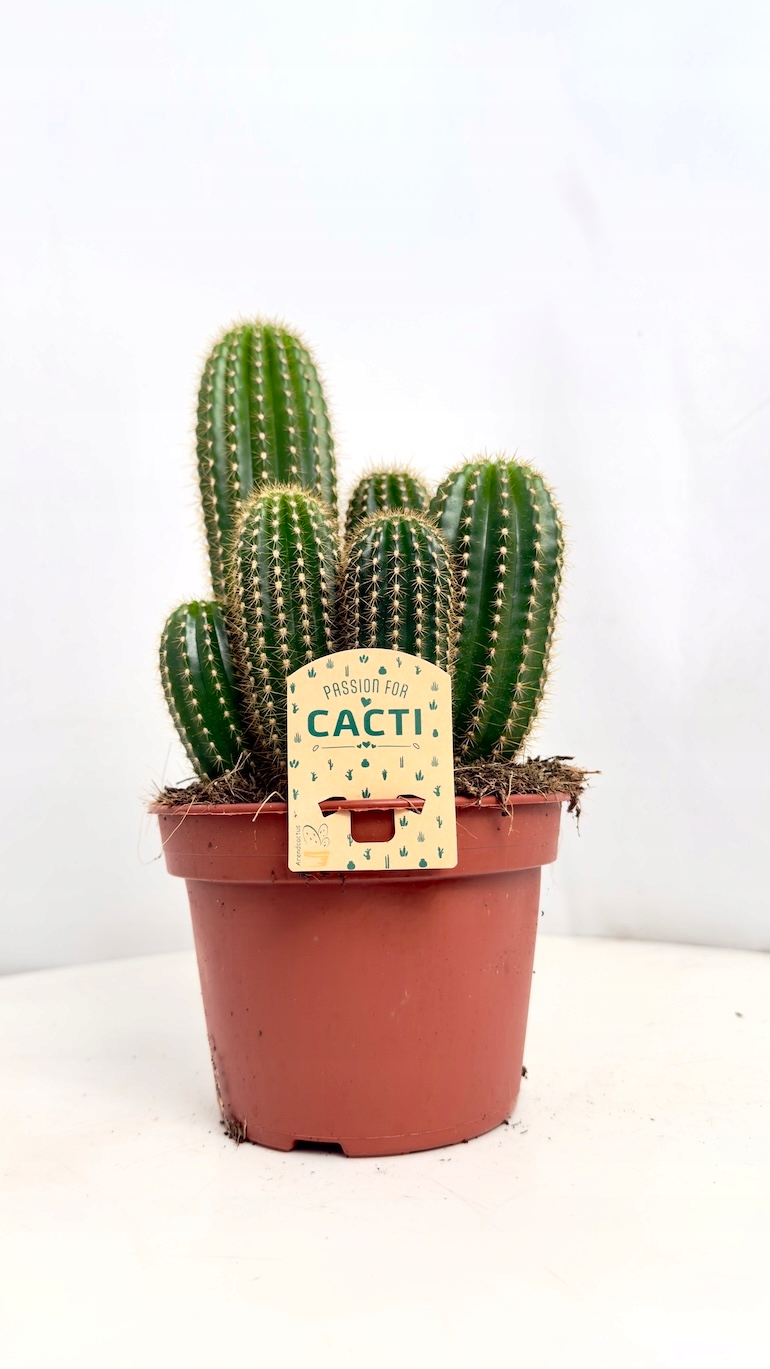 Kaktus Echinopsis 15/25 cm
