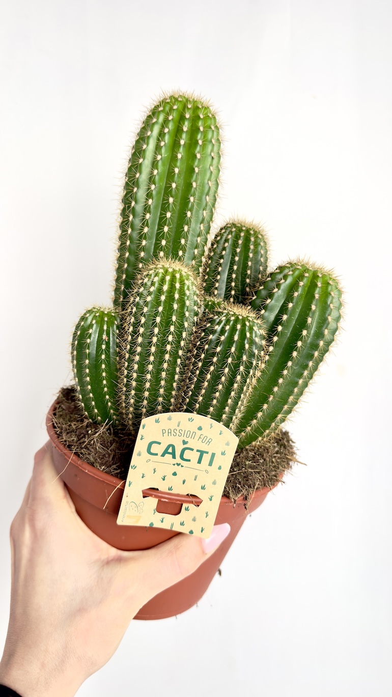 Kaktus Echinopsis 15/25 cm
