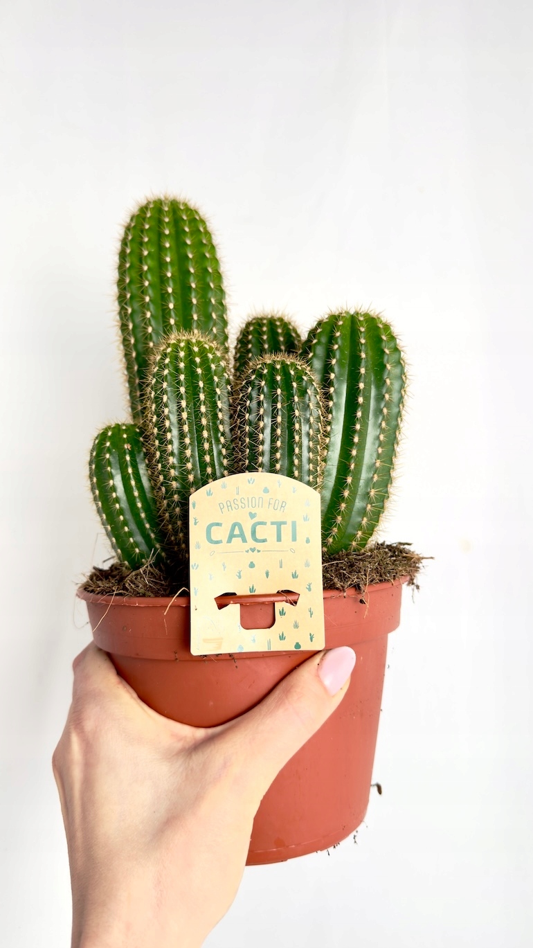 Kaktus Echinopsis 15/25 cm