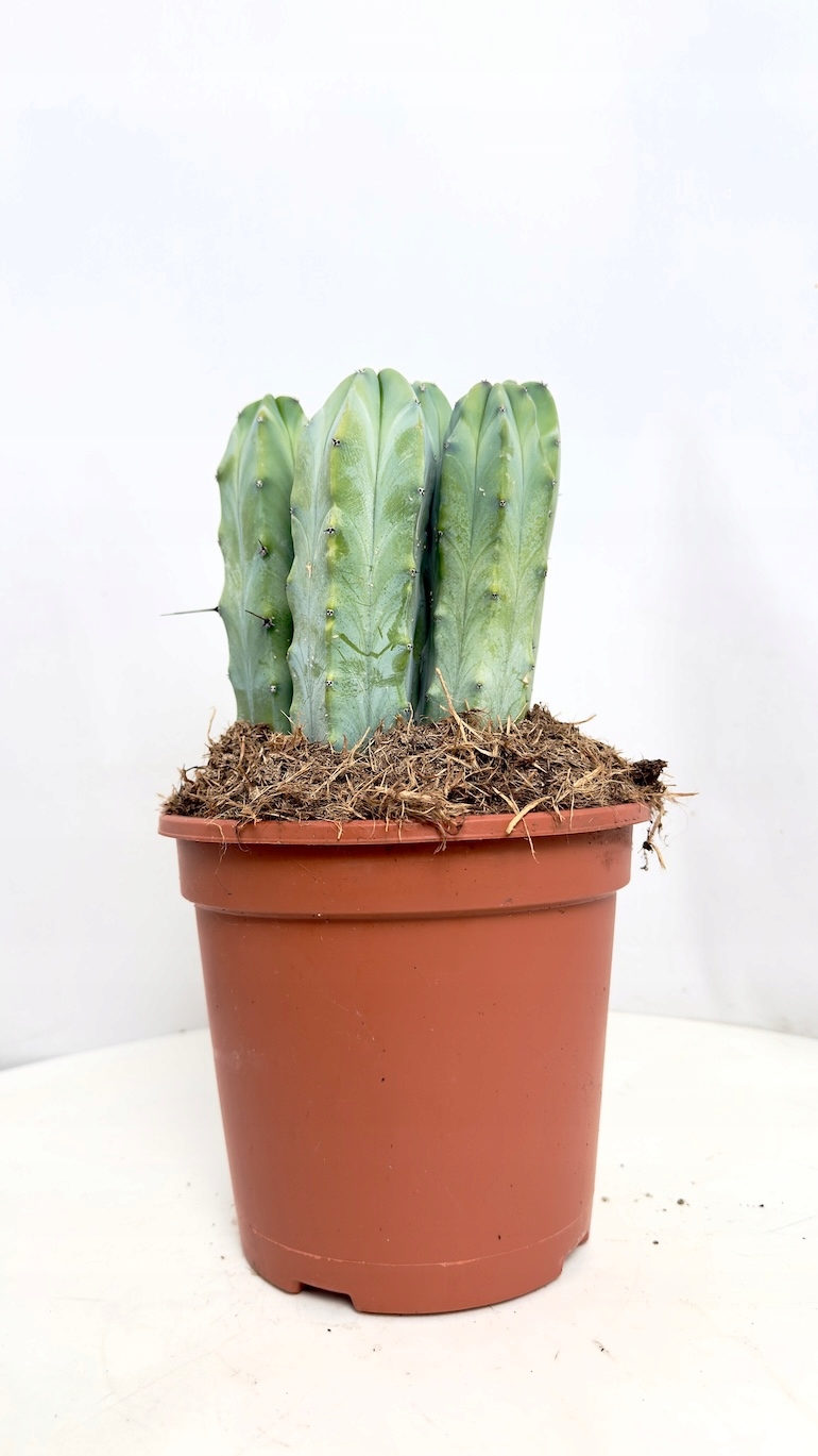 Myrtillocactus Geometrizans 17/40 cm