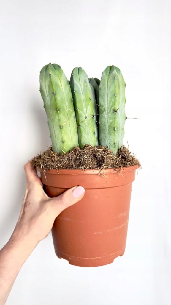 Myrtillocactus geometrizans kaktus kolumnowy 17-40 cm roślina doniczkowa