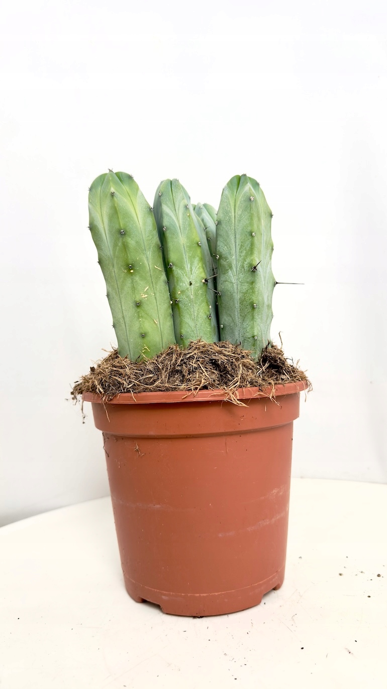 Myrtillocactus Geometrizans 17/40 cm