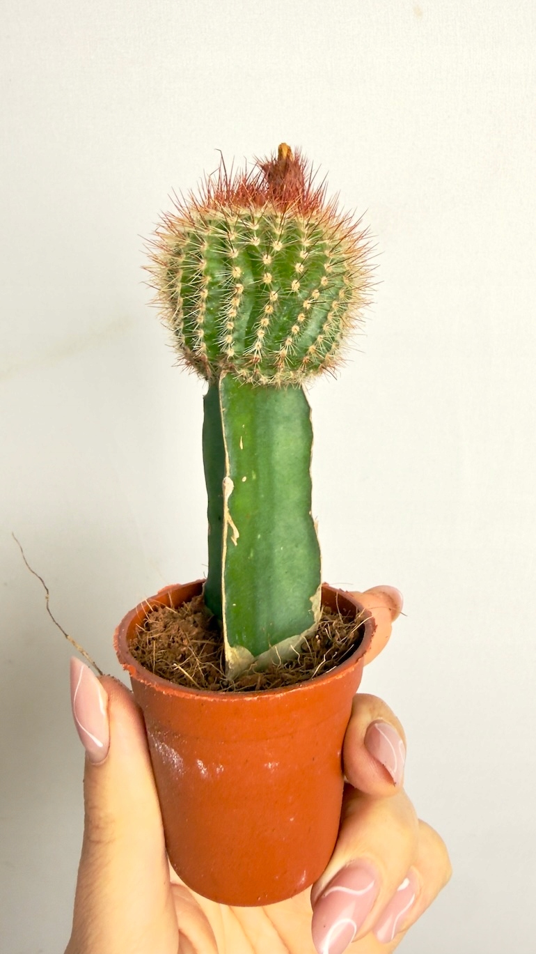 Kaktus szczepiony 5/15 cm