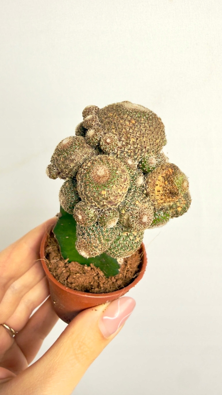 Kaktus szczepiony Cristata 6/15 cm