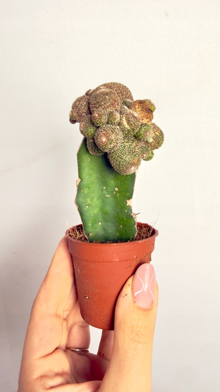 Kaktus szczepiony Cristata 6/15 cm