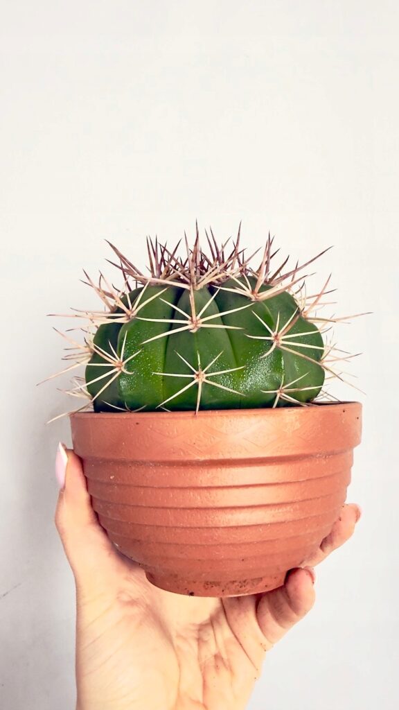 Kaktus Echinocactus kulisty w doniczce 13 cm.