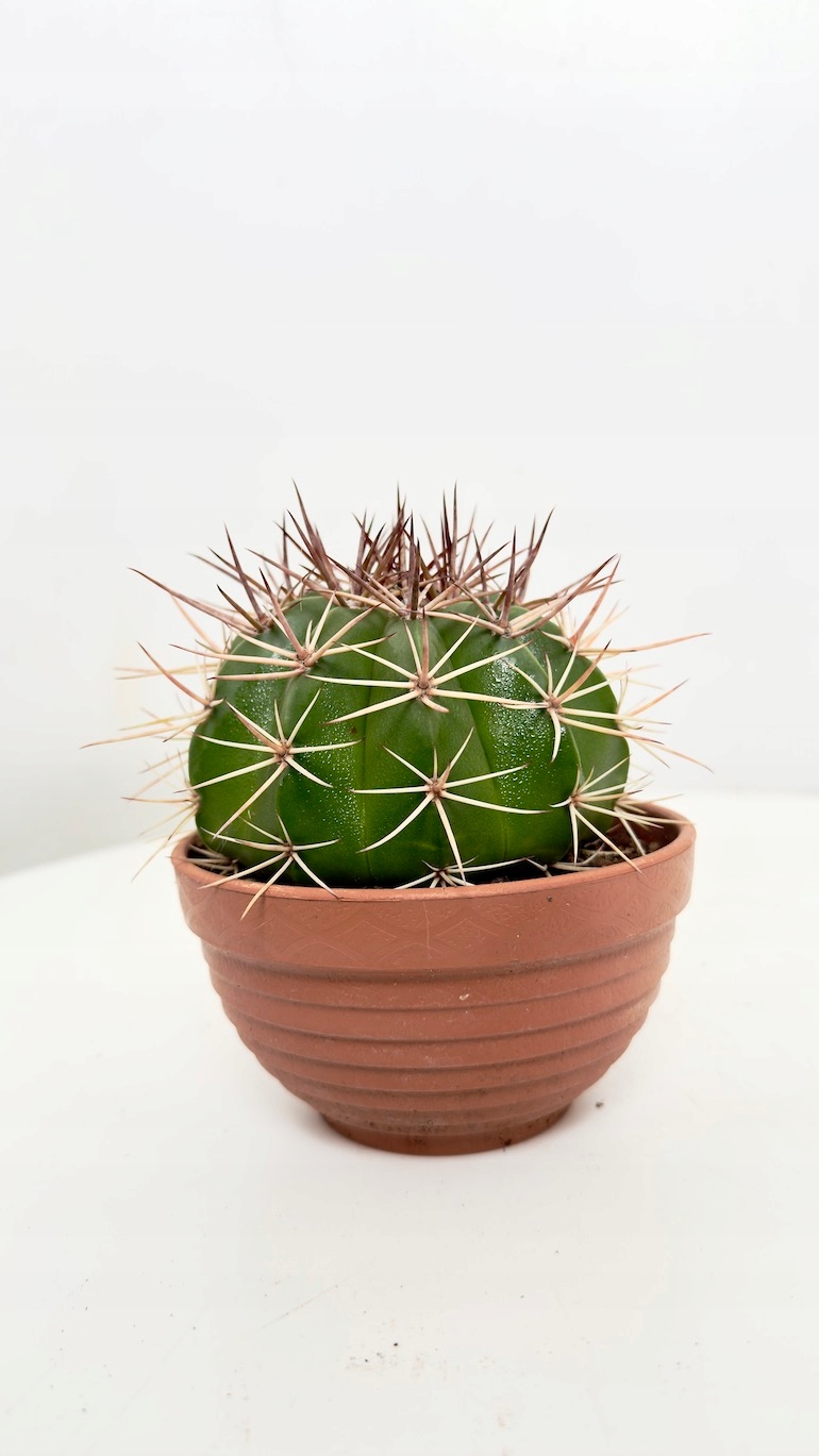 Kaktus Echinocactus 13/15 cm