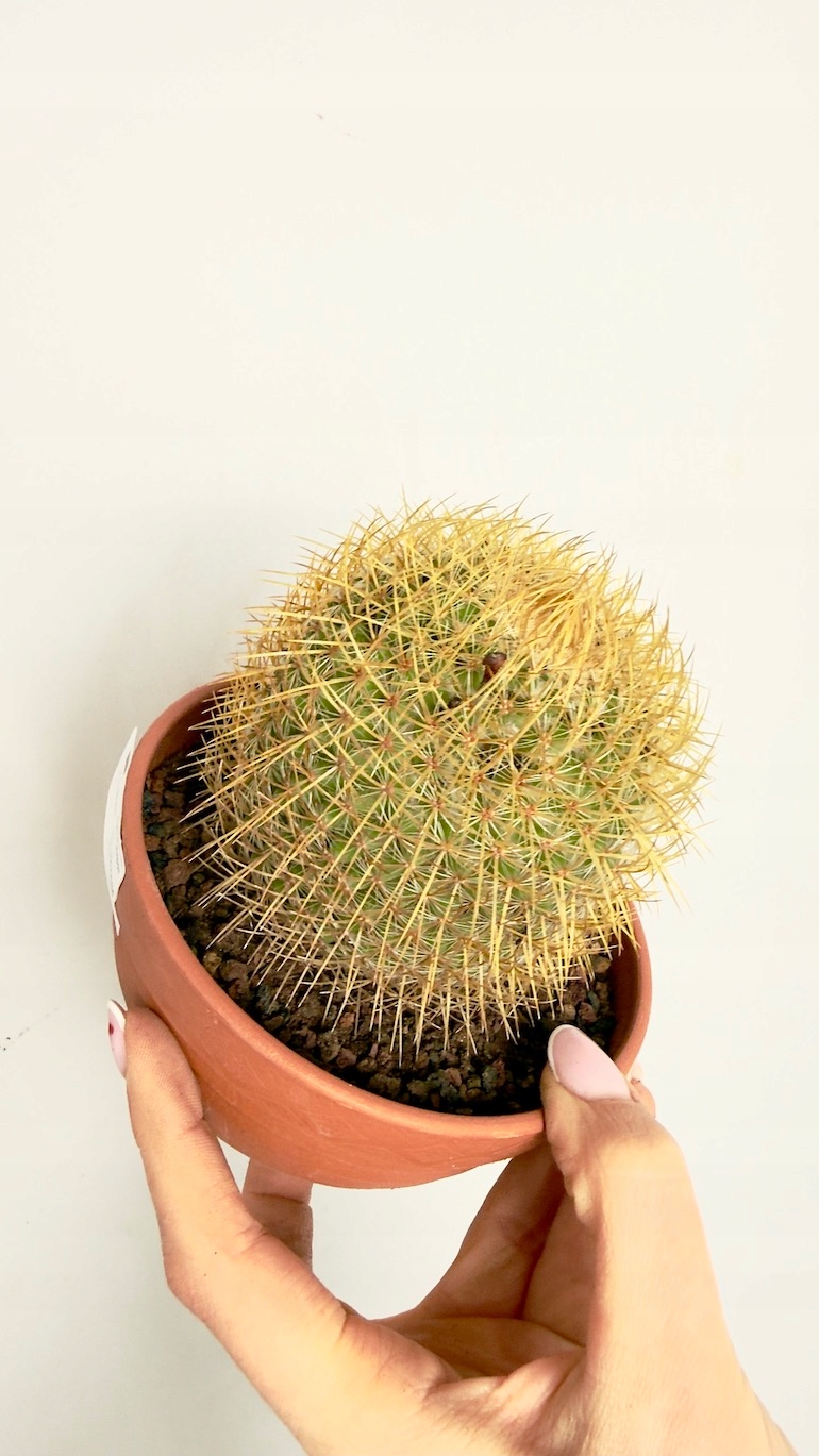 Kaktus Mammillaria 13/15 cm