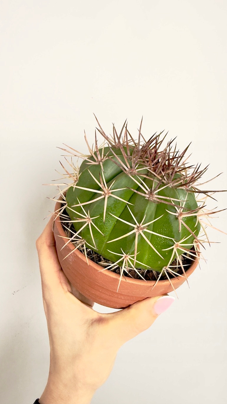 Kaktus Echinocactus 13/15 cm