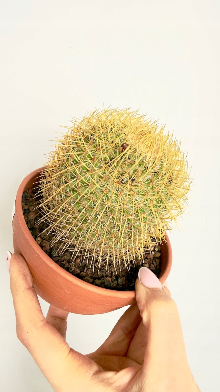 Kaktus Mammillaria 13/15 cm