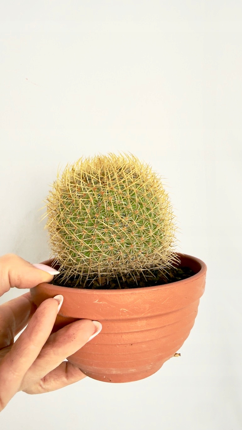 Kaktus Mammillaria 13/15 cm