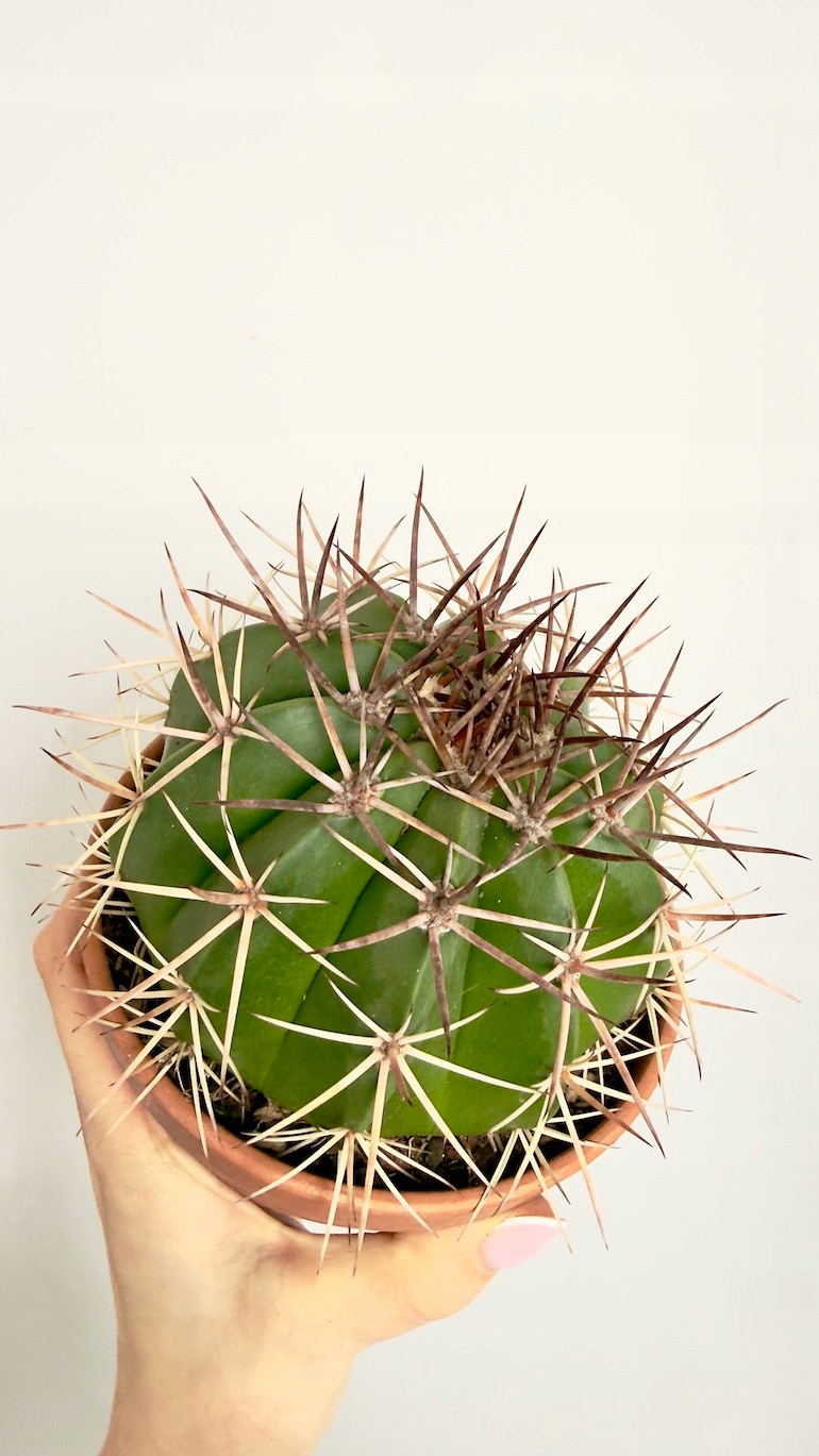 Kaktus Echinocactus 13/15 cm