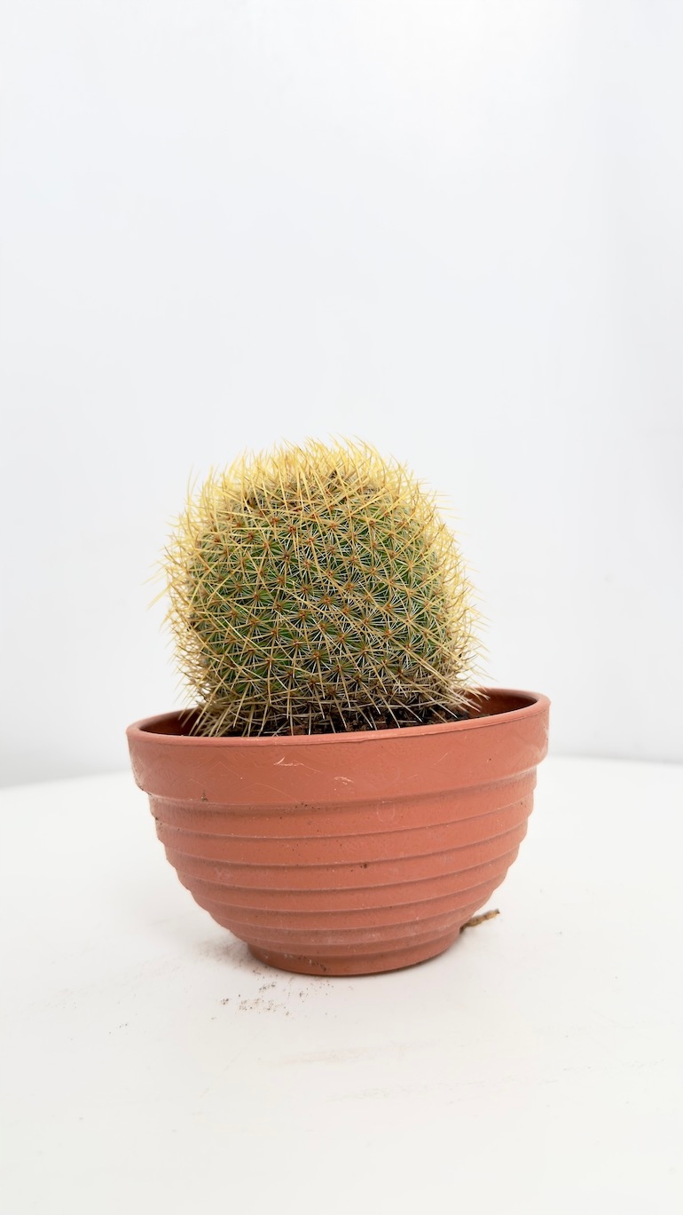 Kaktus Mammillaria 13/15 cm