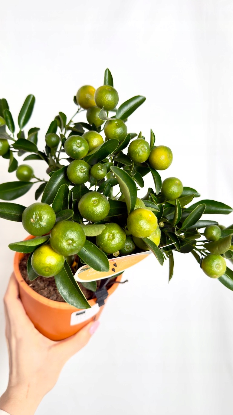 Kalamondyna 15/35 cm