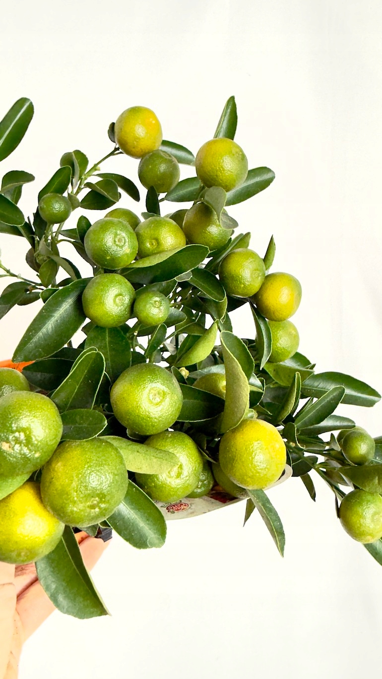 Kalamondyna 15/35 cm