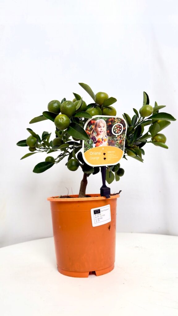 Kalamondyna 15/35 cm z zielonymi liśćmi i pomarańczowymi owocami w doniczce produkcyjnej